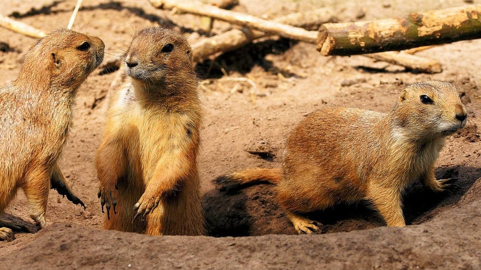 Image of prairie dogs. The joke is that they’re digging.