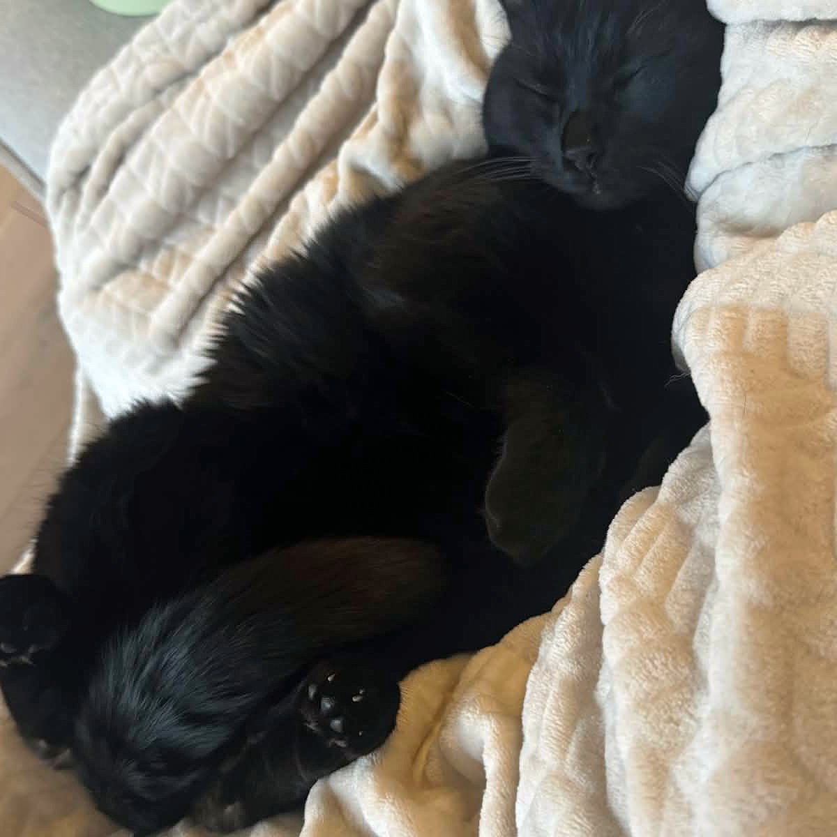 Marko pondering about AI