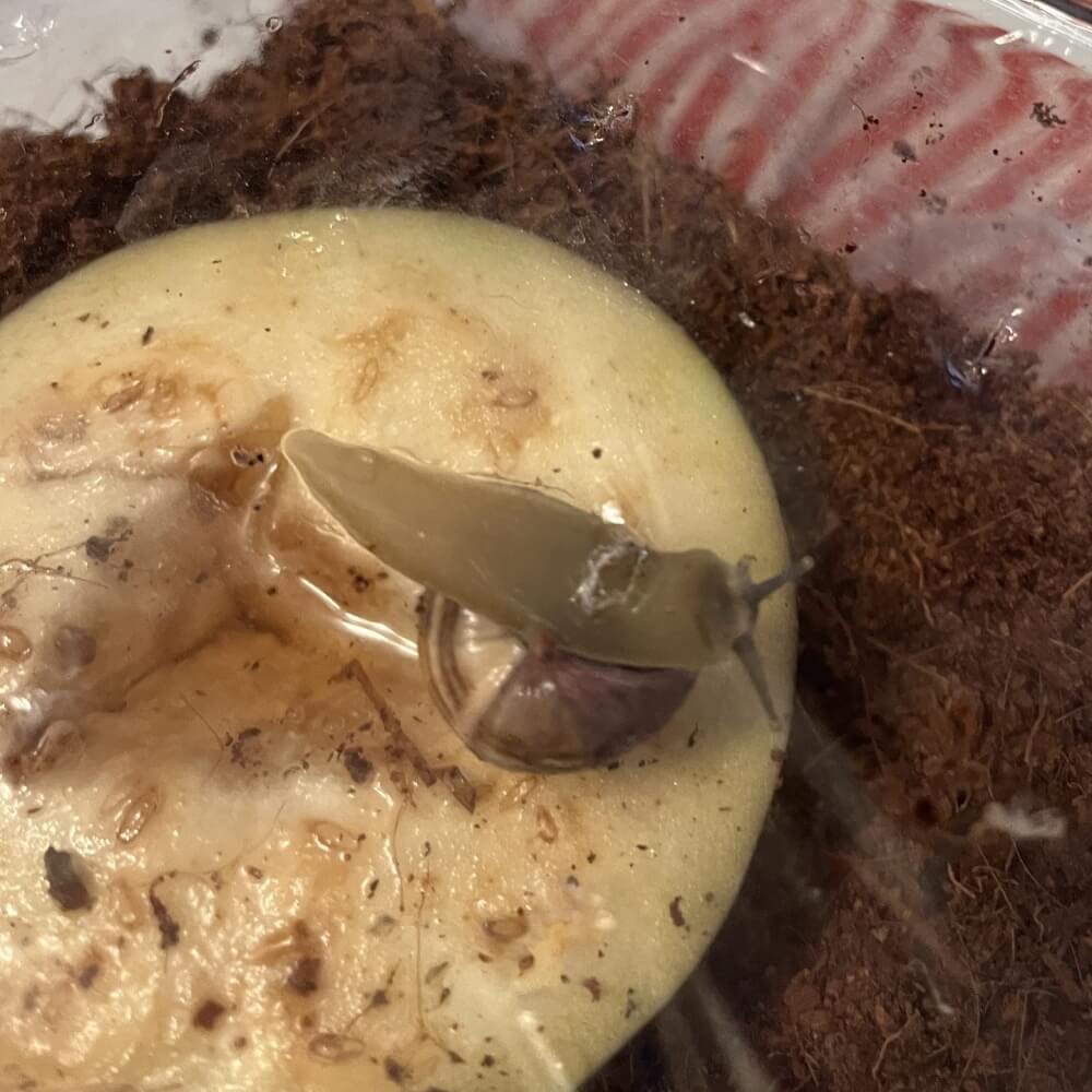 Zuki, hanging around after eating through a slice of eggplant and slugging down some water